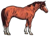 A Horse