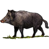 Broad Boar