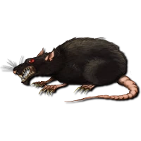 Giant Rat