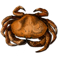 Mud Crab