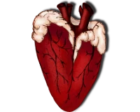 Elion's Heart